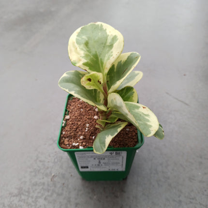 Peperomia obtusifolia f. variegata 'S'