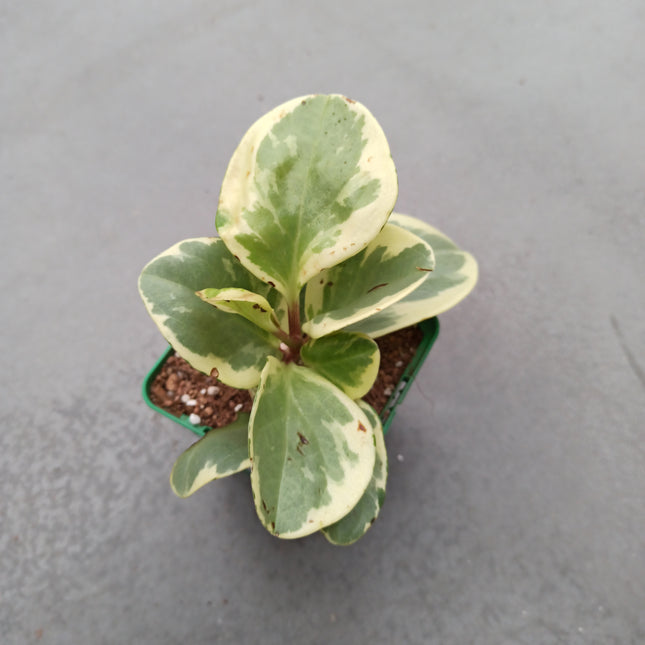 Peperomia obtusifolia f. variegata 'S'