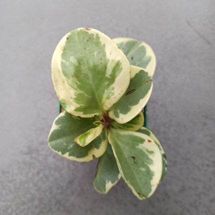 Peperomia obtusifolia f. variegata 'S'