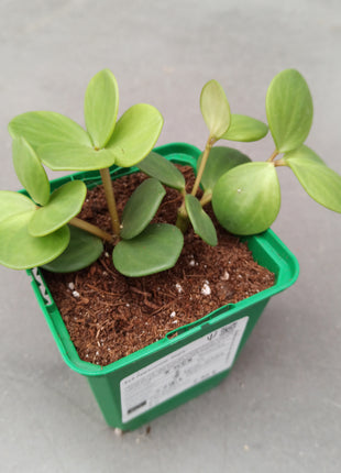 Peperomia hope