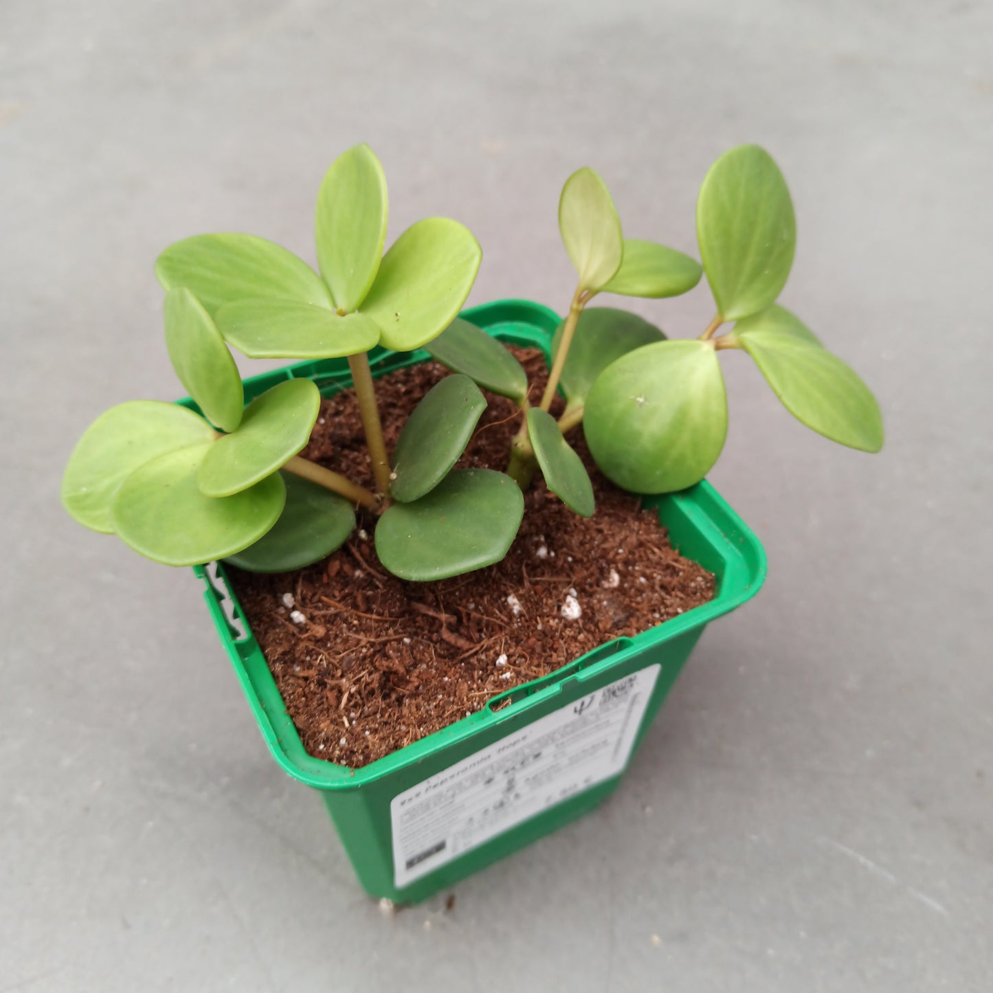 Peperomia hope