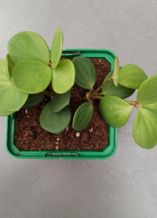 Peperomia hope