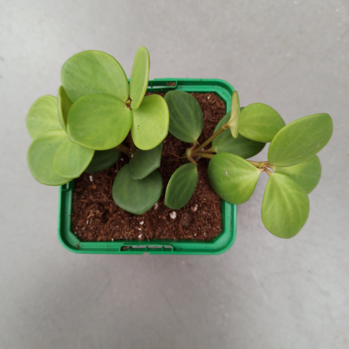 Peperomia hope