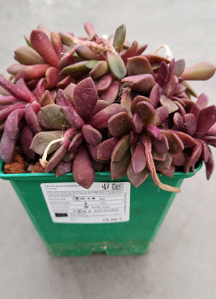 Anacampseros cv. Sunrise