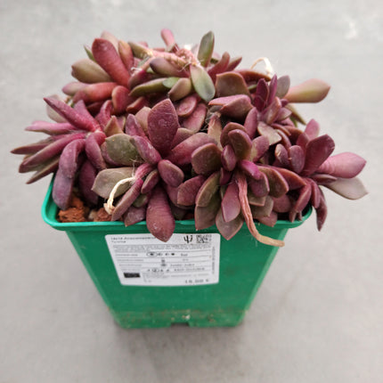 Anacampseros Lebenslauf. Sonnenaufgang