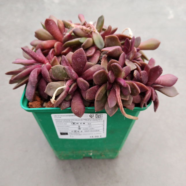 Anacampseros cv. Sunrise