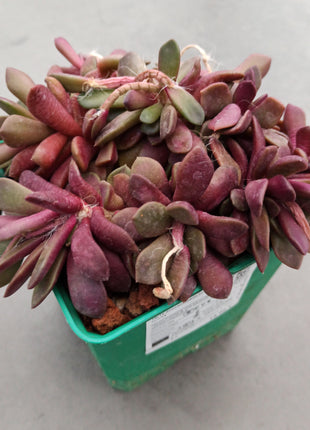 Anacampseros cv. Sunrise