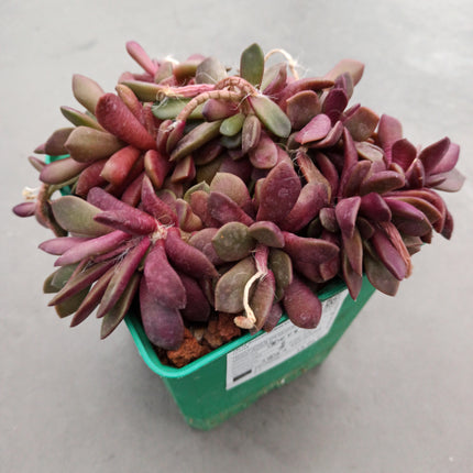 Anacampseros Lebenslauf. Sonnenaufgang