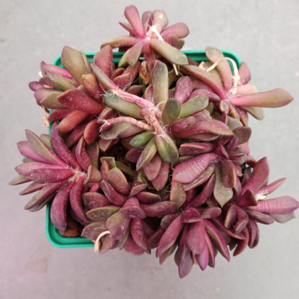 Anacampseros Lebenslauf. Sonnenaufgang