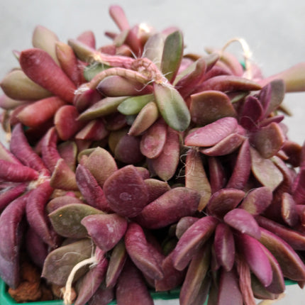 Anacampseros Lebenslauf. Sonnenaufgang