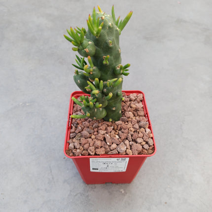 Austrocylindropuntia subulata