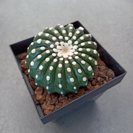 Notocactus uebelmaniannus var. inermis