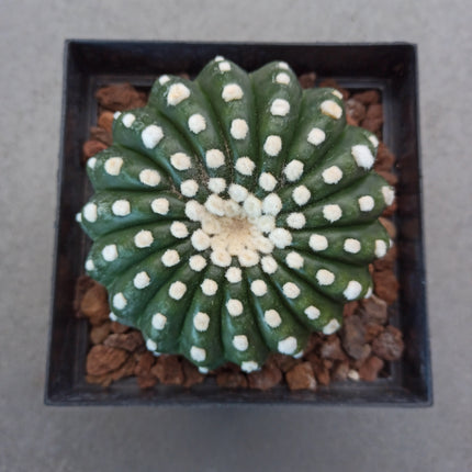 Notocactus uebelmaniannus var. inermis