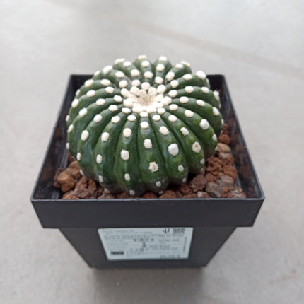 Notocactus uebelmaniannus var. inermis