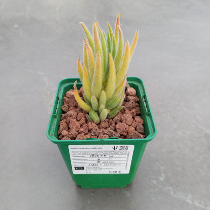 Crassula nudicalis
