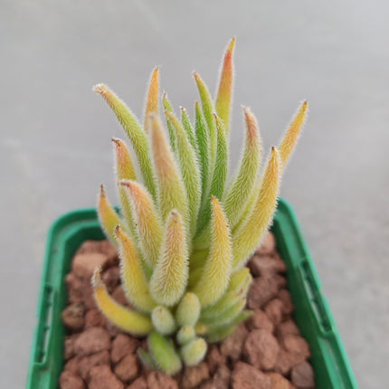 Crassula nudicalis