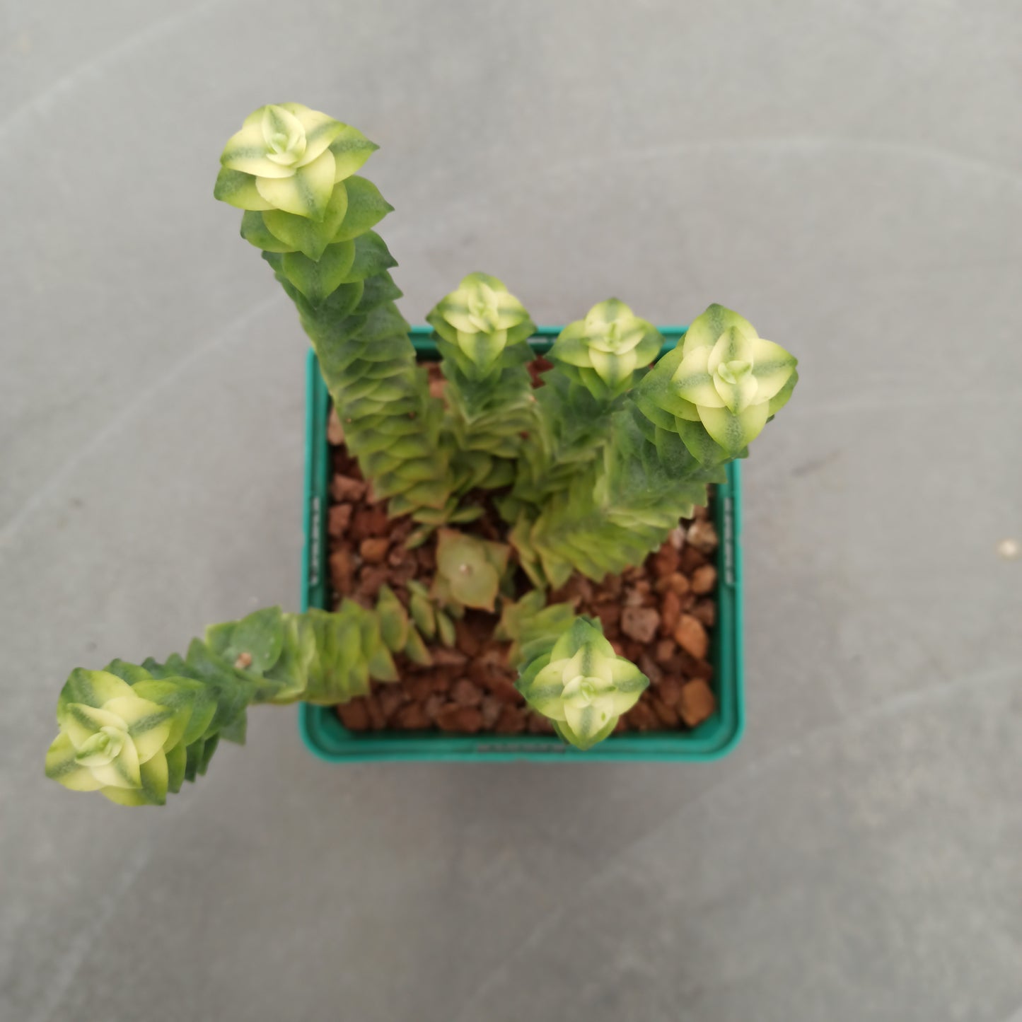 Crassula perforata variegata 'S' and 'M'