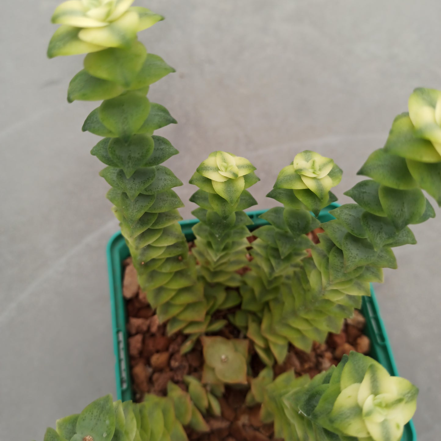 Crassula perforata variegata 'S' and 'M'