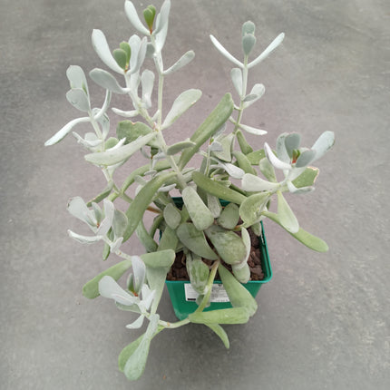 Keimblatt orbiculata var. flanaganii
