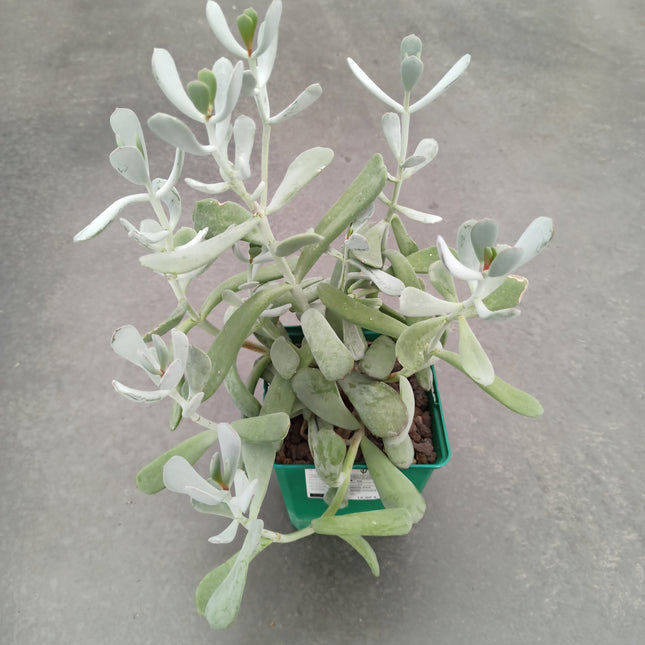 Cotyledon orbiculata var. flanaganii