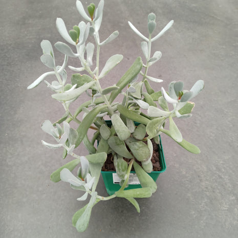 Cotyledon orbiculata var. flanaganii