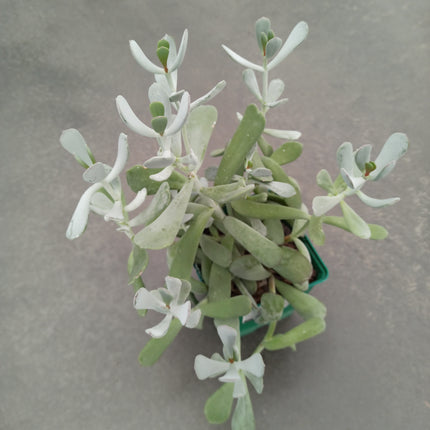 Keimblatt orbiculata var. flanaganii