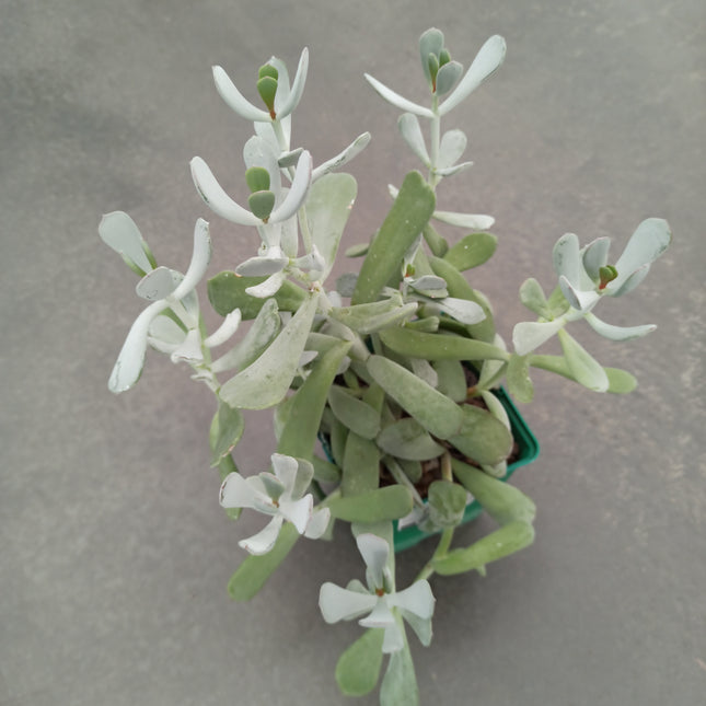 Cotyledon orbiculata var. flanaganii