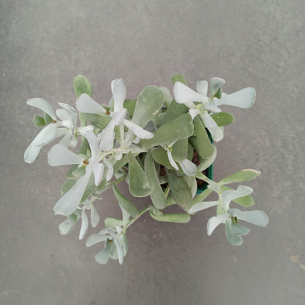 Keimblatt orbiculata var. flanaganii