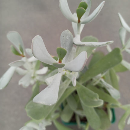 Keimblatt orbiculata var. flanaganii