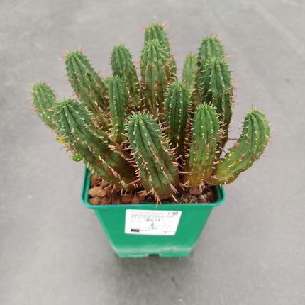 Euphorbia aggregata