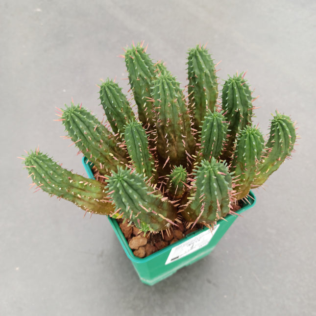 Euphorbia aggregata