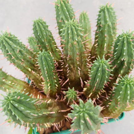 Euphorbia aggregata