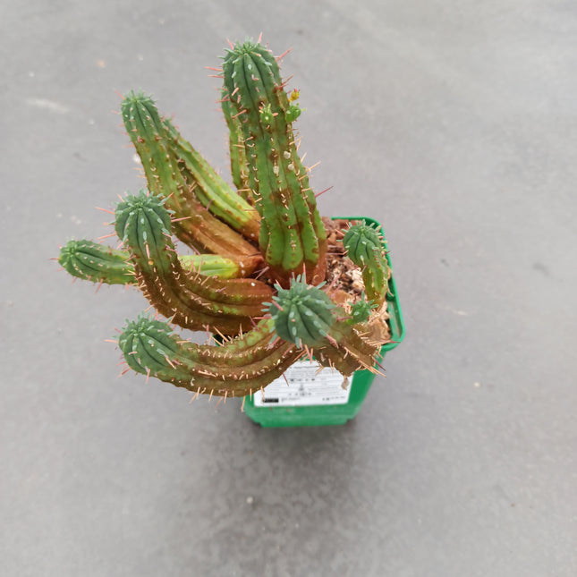Euphorbia aggregata