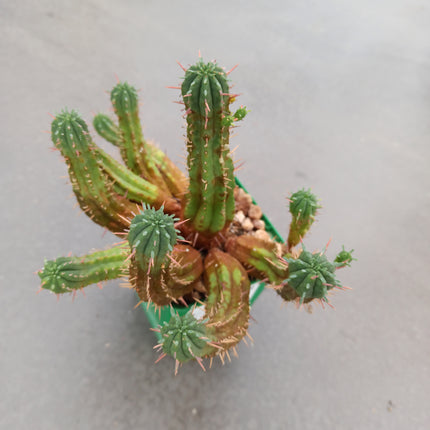 Euphorbia aggregata