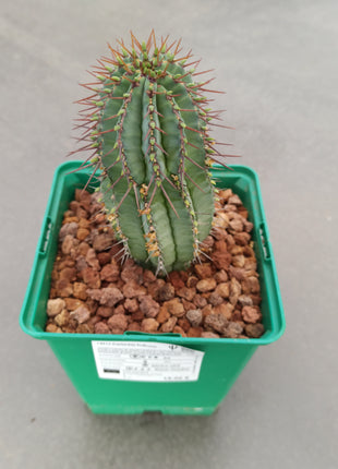 Euphorbia fruticosa