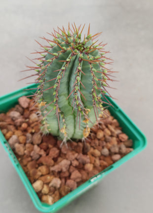 Euphorbia fruticosa