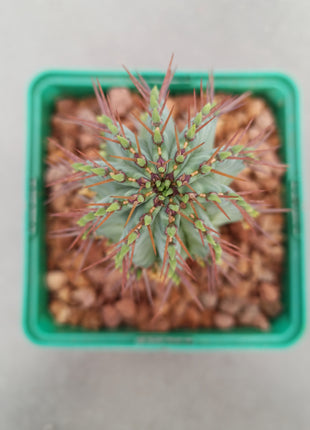 Euphorbia fruticosa