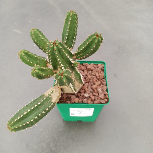 Euphorbia echinops 'S' and 'M'