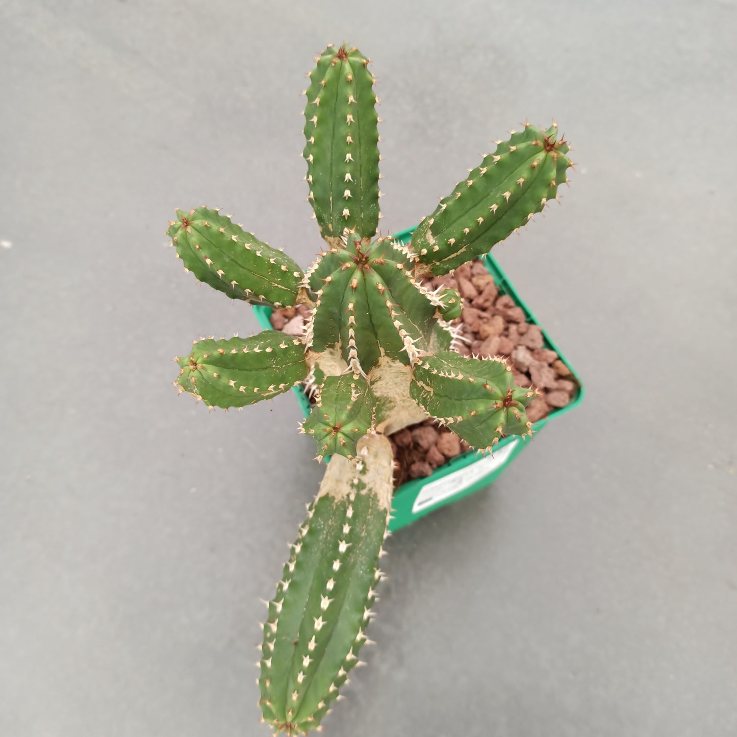 Euphorbia echinops 'S' und 'M'
