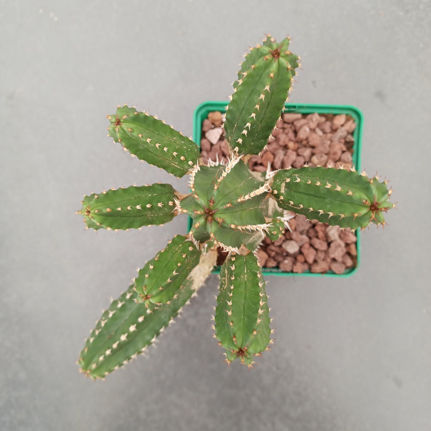 Euphorbia echinops 'S' and 'M'