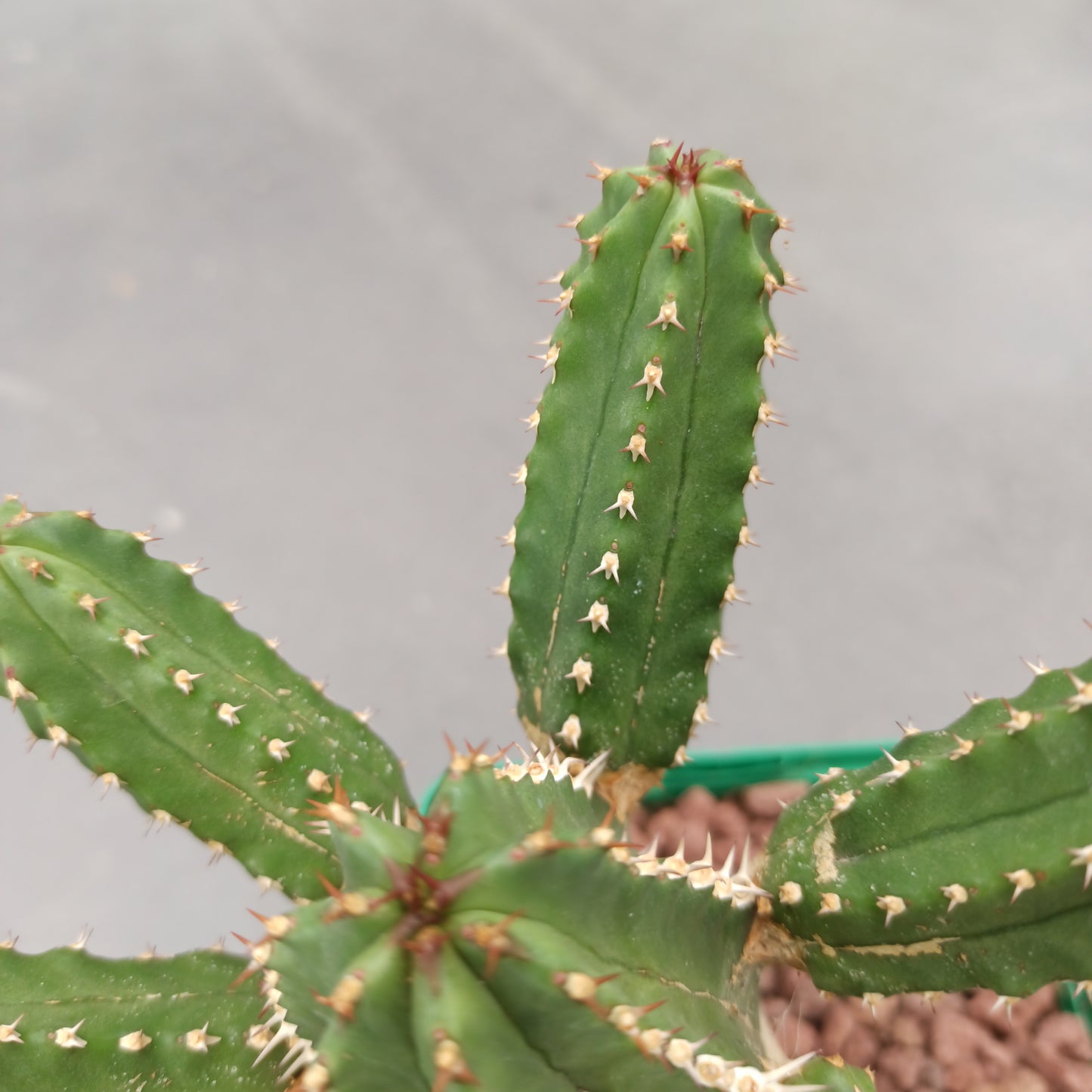 Euphorbia echinops 'S' y 'M'