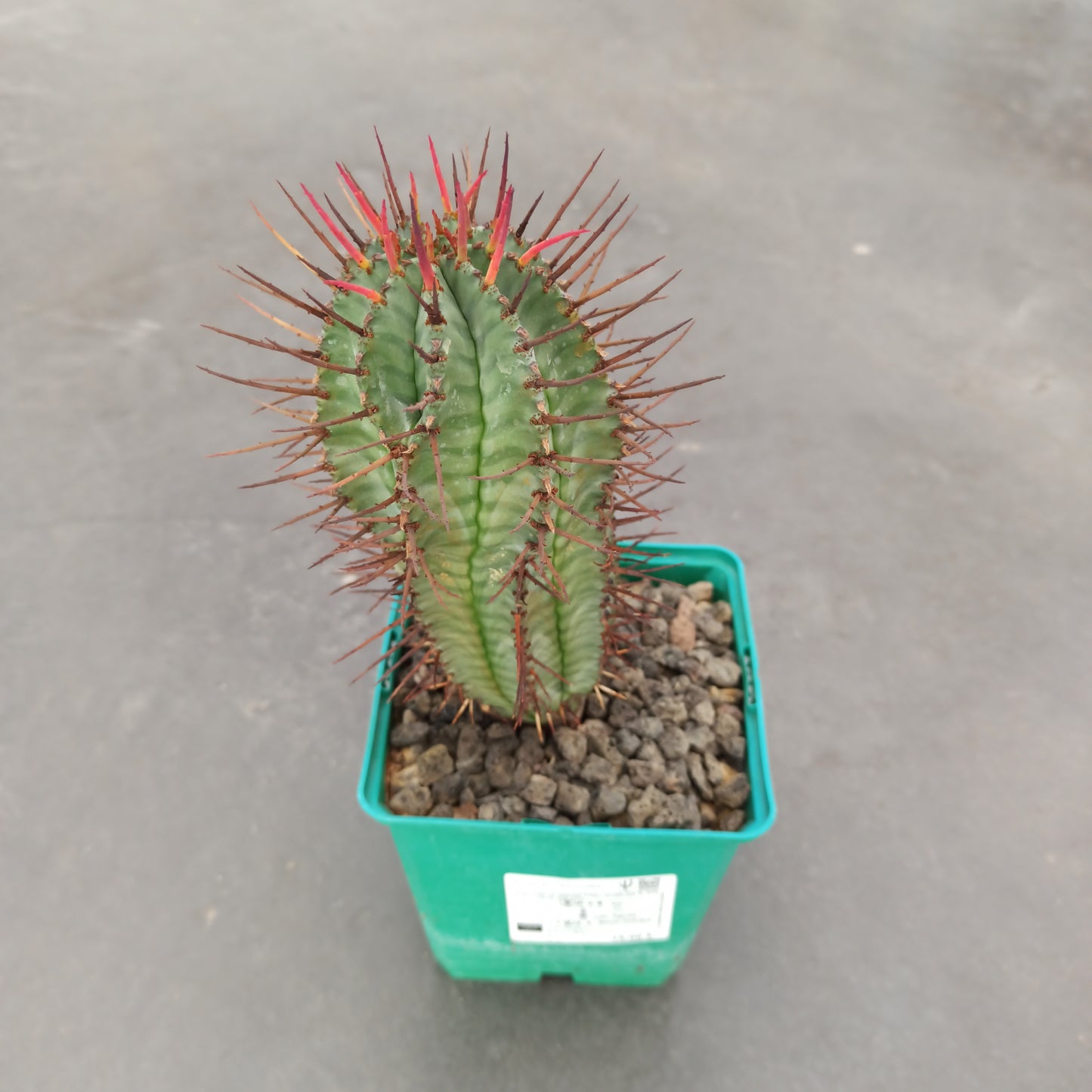 Euphorbia horrida 'S' y 'M' - DesertSTORE.es