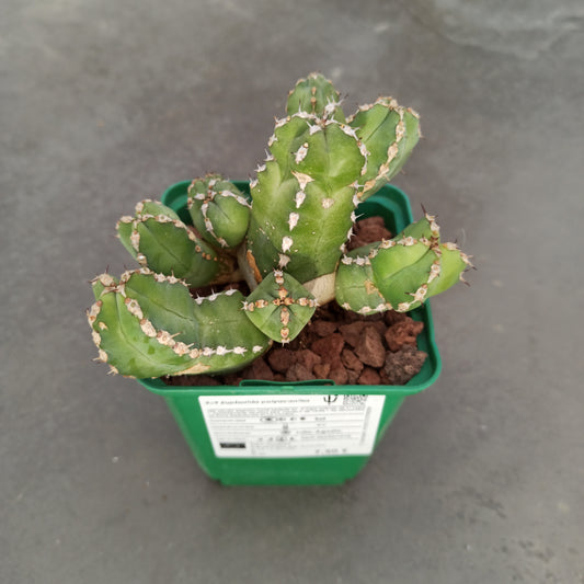 Euphorbia polyacantha 'S' und 'M'