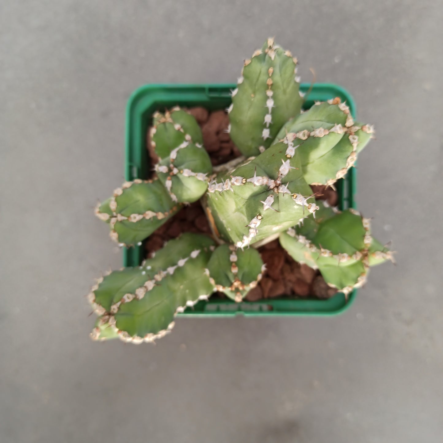 Euphorbia polyacantha 'S' and 'M'
