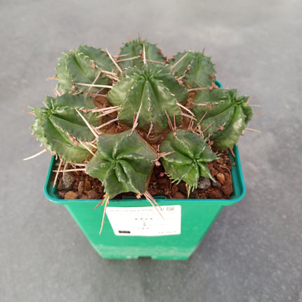 Euphorbia pulvinata