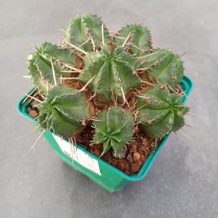 Euphorbia pulvinata