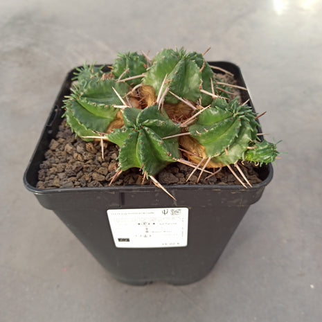 Euphorbia pulvinata