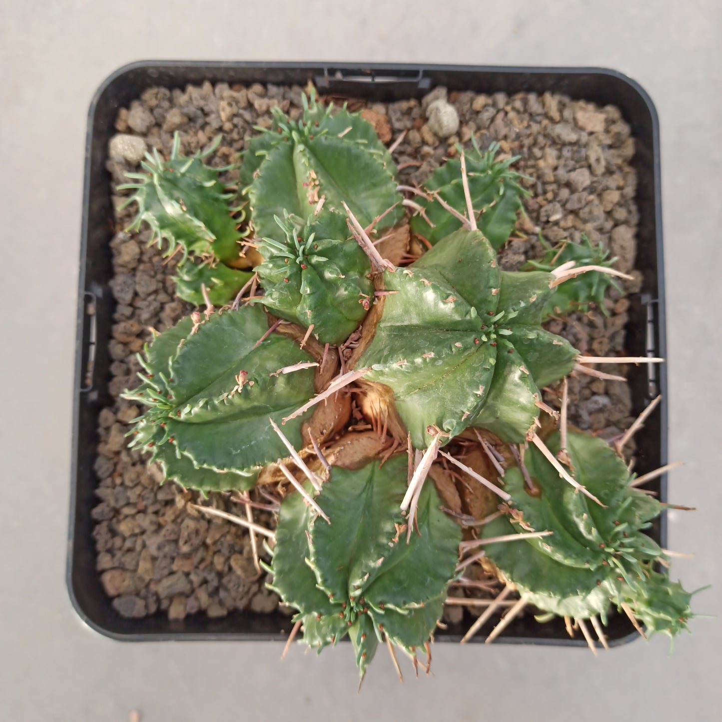 Euphorbia pulvinata