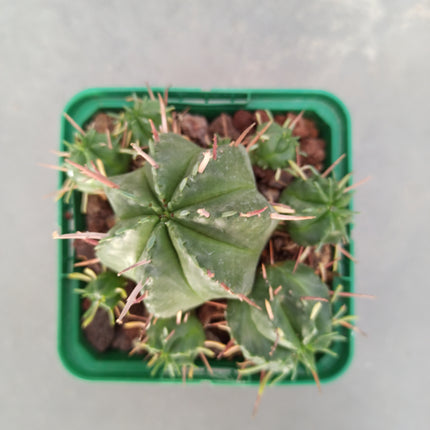 Euphorbia pulvinata