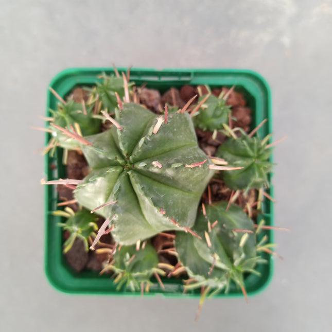 Euphorbia pulvinata | Euphorbia alfiletero grande